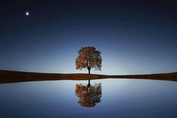 Un arbre seul la nuit reflété par un lac